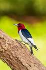Red-headed Woodpecker on dead tree-Marion County-Illinois Art Print